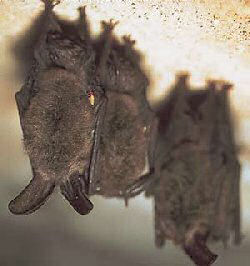 Virginia State Bat