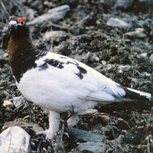 Willow Ptarmigan