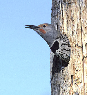 Northern Flicker