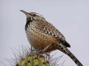 Arizona state bird