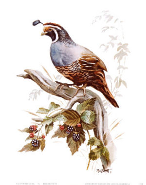 California Valley Quail