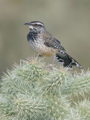 Arizona state bird