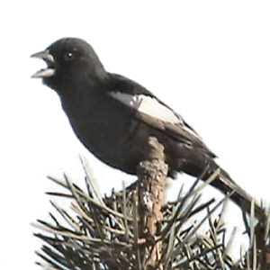 Lark Bunting