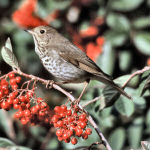 Vermont State Bird