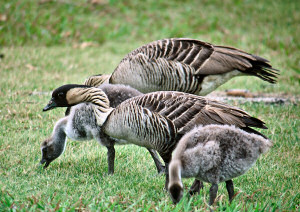 Nene or Hawaiian Goose