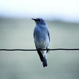 Mountain Bluebird