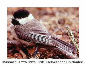 Black-capped Chickadee