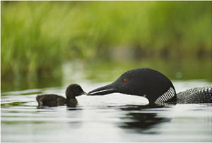 Common loon with chick