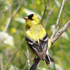 Iowa State Bird