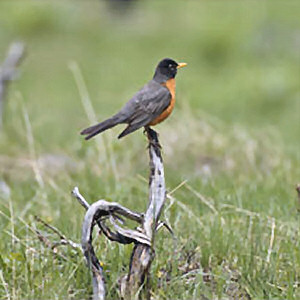 Northern  Robin, Turdus migratorius