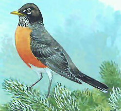 American Robin