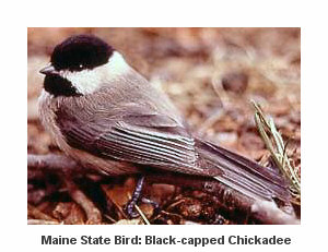 Black-capped chickadee