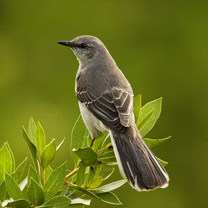 Mocking Bird, Mimus polyglottos