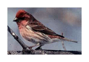 new Hampshire State Bird