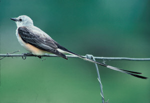 Oklahoma state bird