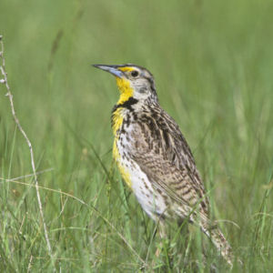 Wyoming state bird