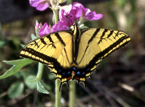 Arizona state Butterfly