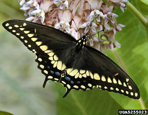 Oklahoma state Butterfly