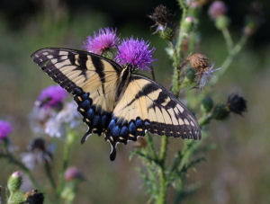 Georgia state Butterfly