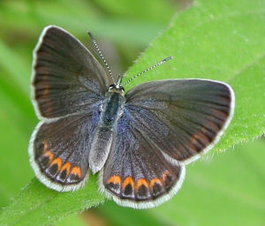 New Hampshire state Butterfly