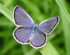 New Hampshire state Butterfly