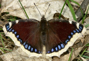 Montana state Butterfly