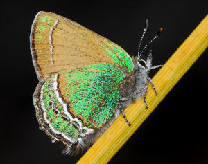 New Mexico state Butterfly