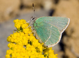 Wyoming State Butterfly