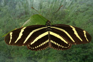 Florida state Butterfly
