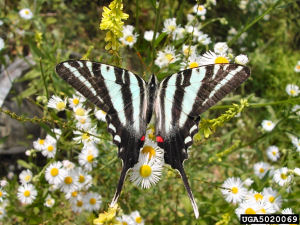 Tennessee state Butterfly