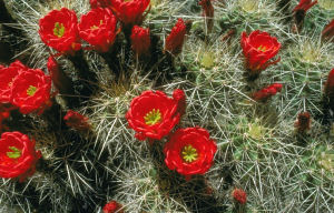 Colorado state cactus
