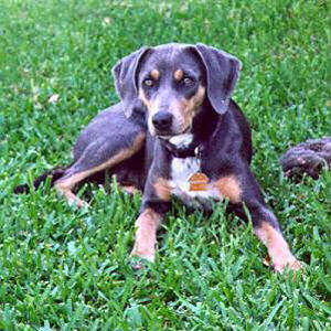 state dog of texas blue lacy