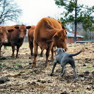 Texas state dog breed