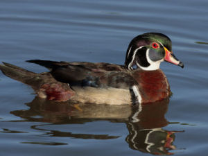 South Carolina state duck