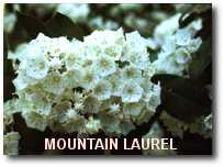 Mountain Laurel