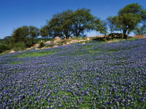 Texas state bluebonnet festival