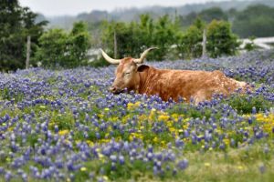 Texas state bluebonnet festival