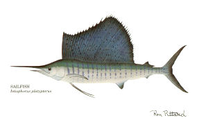 Florida State Saltwater Fish