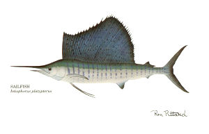 Floridia State Fish, Atlantic Sailfish, (Istiophorus platypterus) from