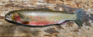 Montana state Fish