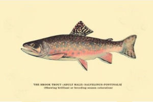 Virginia State Fish, Brook Trout, (Salvelinus fontinalis) from