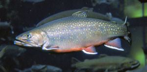 Brook Trout: North Carolina's State Freshwater Trout