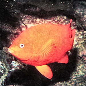 California State Marine Fish