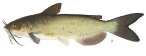 Missouri state Fish
