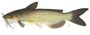Nebraska state fish