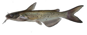 Missouri state Fish