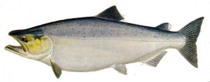 Alaska state Fish