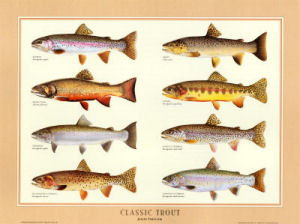 Trout posters, prints and photographs