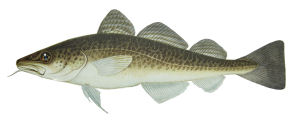 Massachusetts state Fish