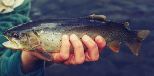 Idaho state Fish